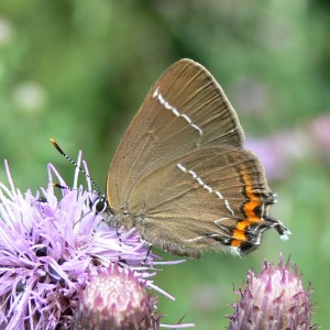 White-letter Hairstreak, Ox Close