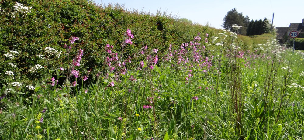 Verges Prior To Cutting