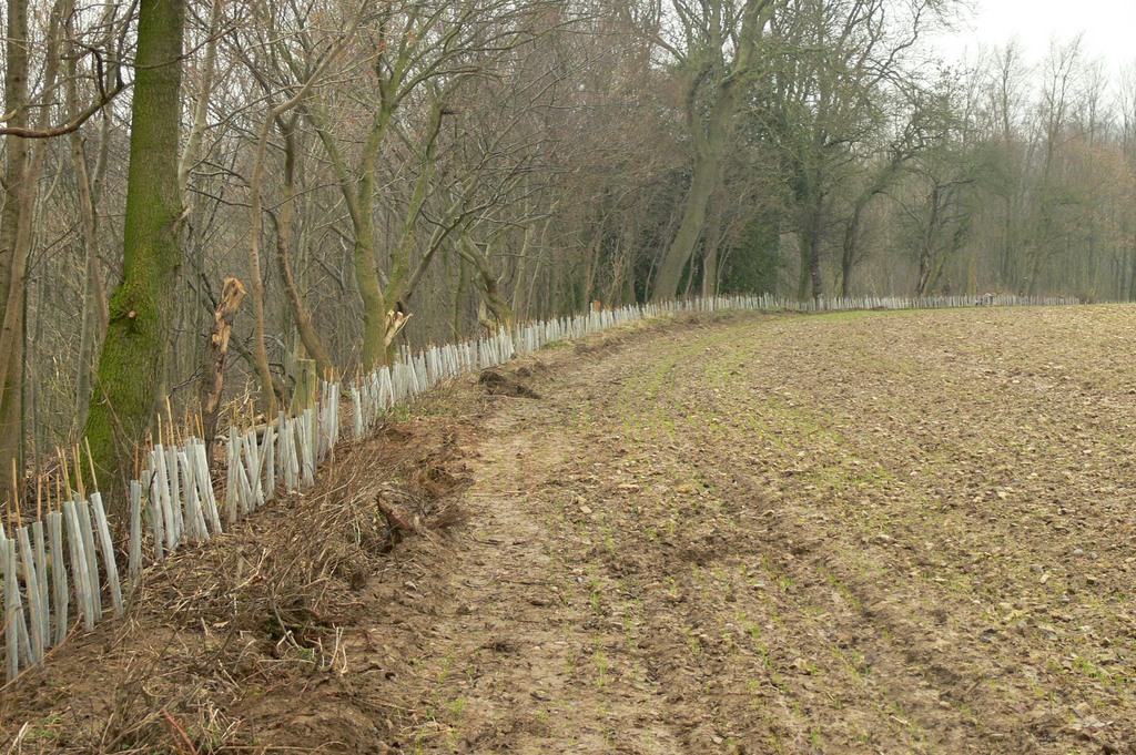 The completed southern boundary of Ox Close Wood.... over 3000 plants