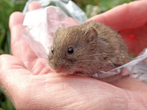 A Field Vole just before release