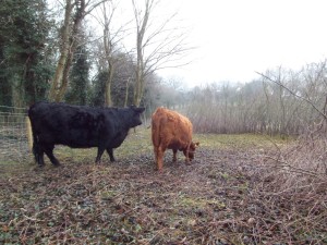 Dexter cows in Elliker field