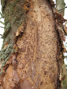 Feeding tunnels under the bark of a dead Elm made by the Elm Bark Scolytus beetle