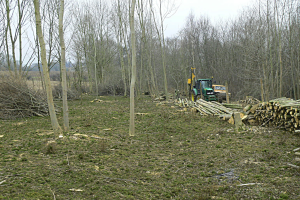 Part of the coppiced area in Ox Close with the posts for deer fencing being knocked into the ground