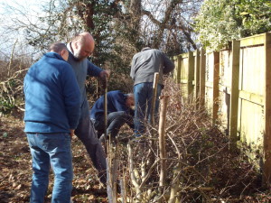 Hedge planting