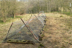 Plug planting in Ox Close