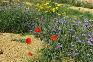 Elliker entrance.... The first flowers, September 2015