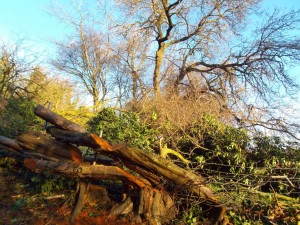 The hedge, laid.