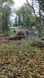 Looking down the ride in progress on the east side of Elliker Wood