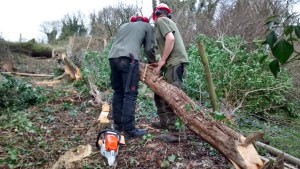 Laying the hedge.