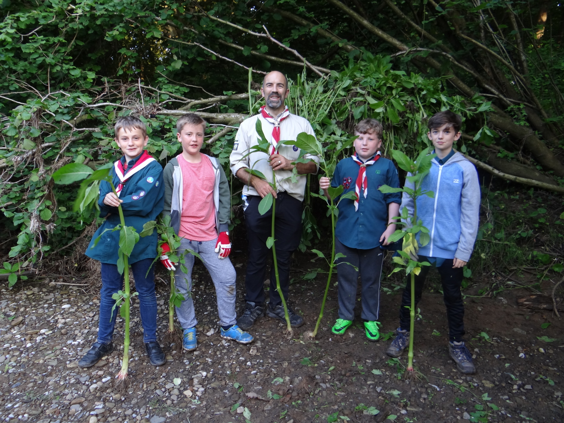 The Scouts produced enormous piles of pulled Balsam