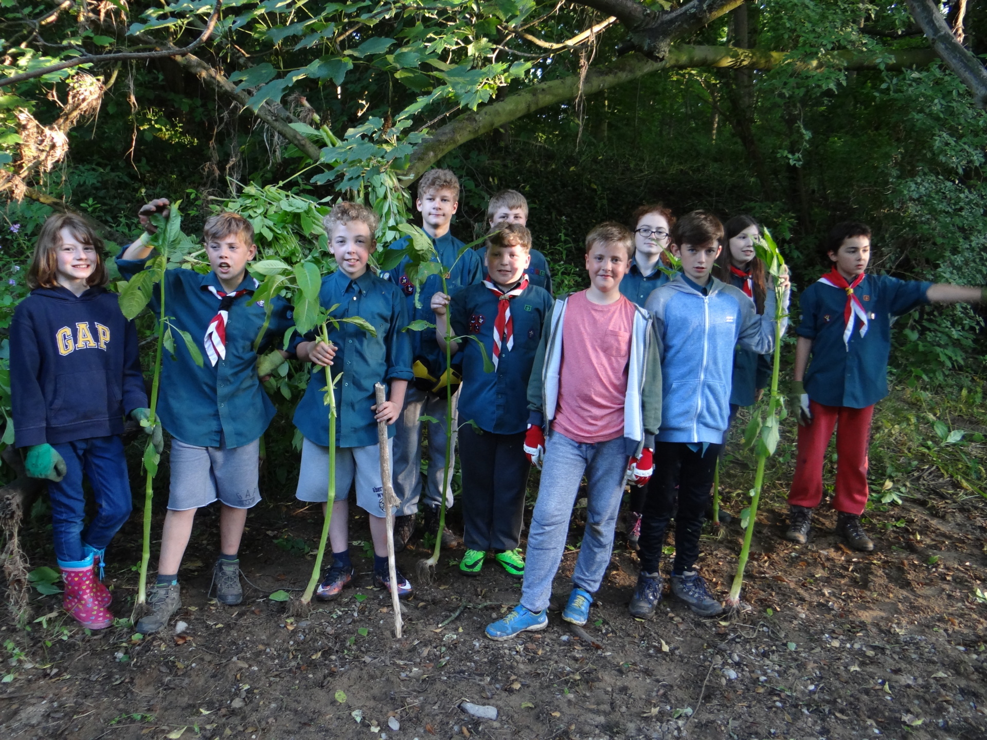 The Scouts had an evening pulling Balsam in Ox Close Wood