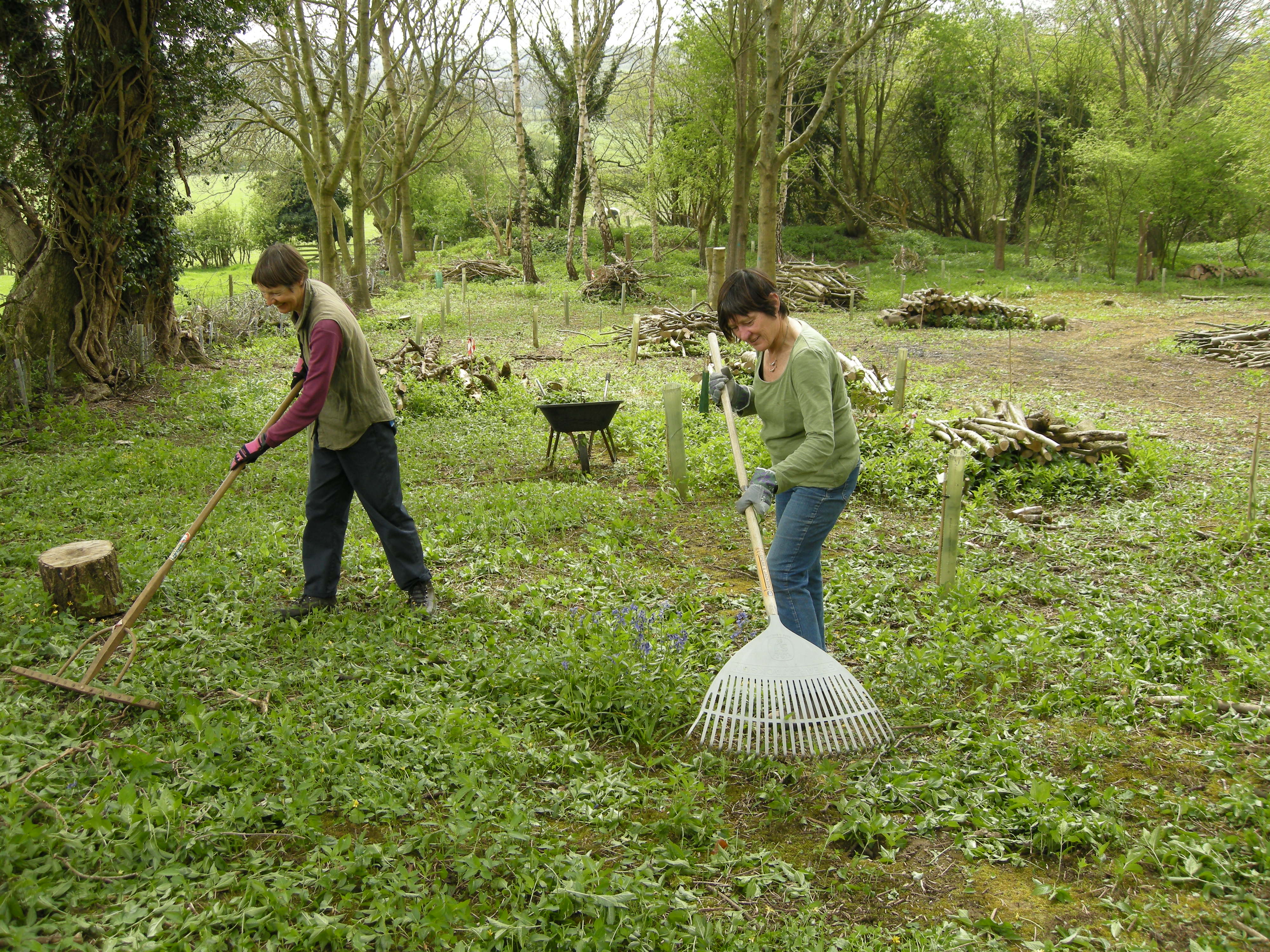 Controlling Dogs Mercury year 1 after opening the rides in Elliker Wood. We hope cutting and raking will weaken it to prevent it shading out native plants.