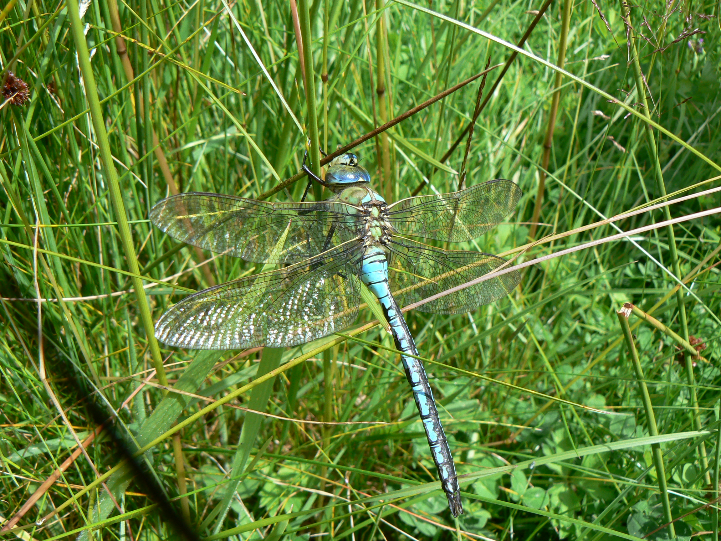 Another of the day's sidelines was this magnificent Emporer Dragonfly