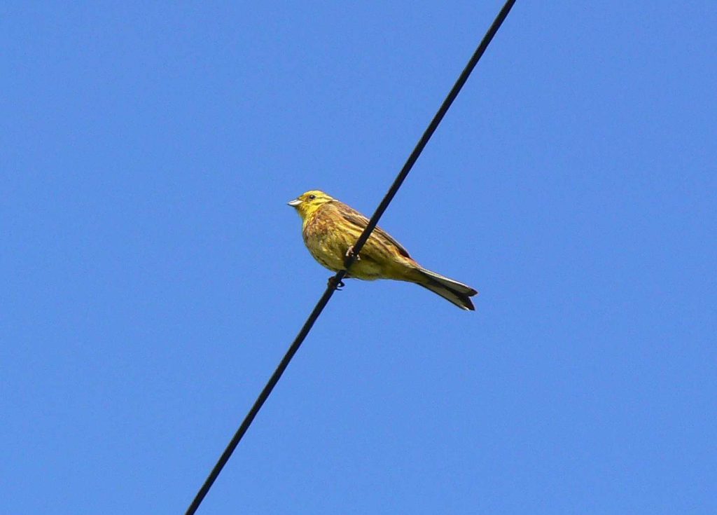 Yellow Hammer along Moor Lane, photographed by Howard.