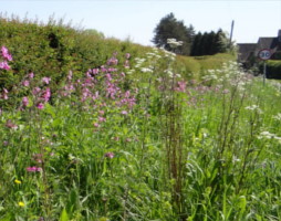 Flowers in a Countryside Verge