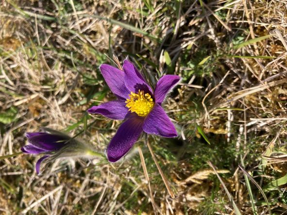 The Pasque Flower