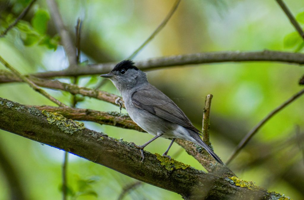 This image has an empty alt attribute; its file name is blackcap-1024x674.jpg